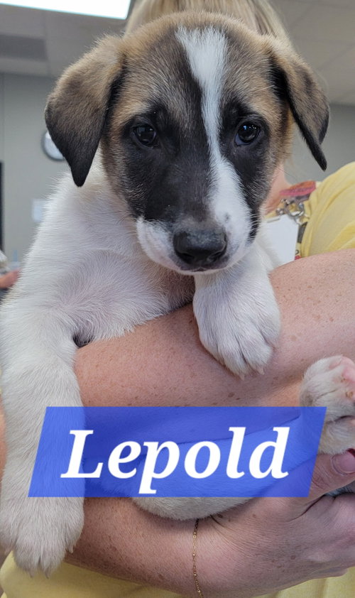 Leopold
