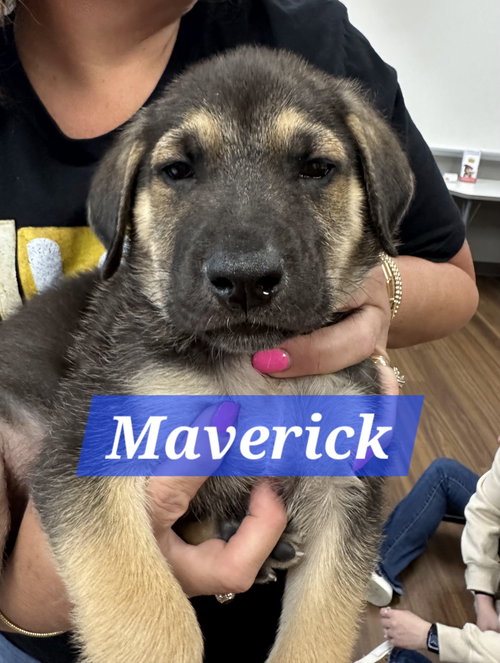 Maverick, an adoptable Labrador Retriever in The Woodlands, TX