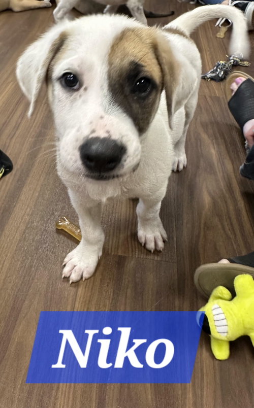 Niko, an adoptable Labrador Retriever in The Woodlands, TX
