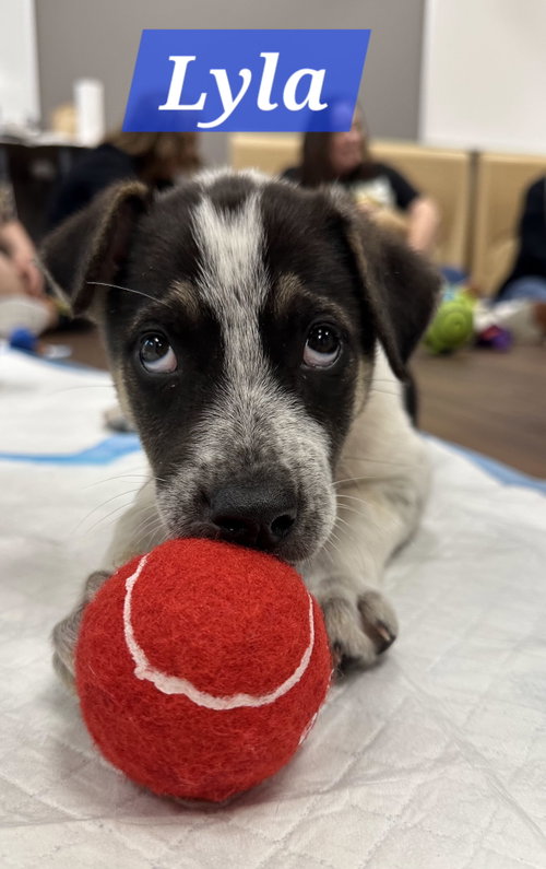Lyla, an adoptable Labrador Retriever in The Woodlands, TX