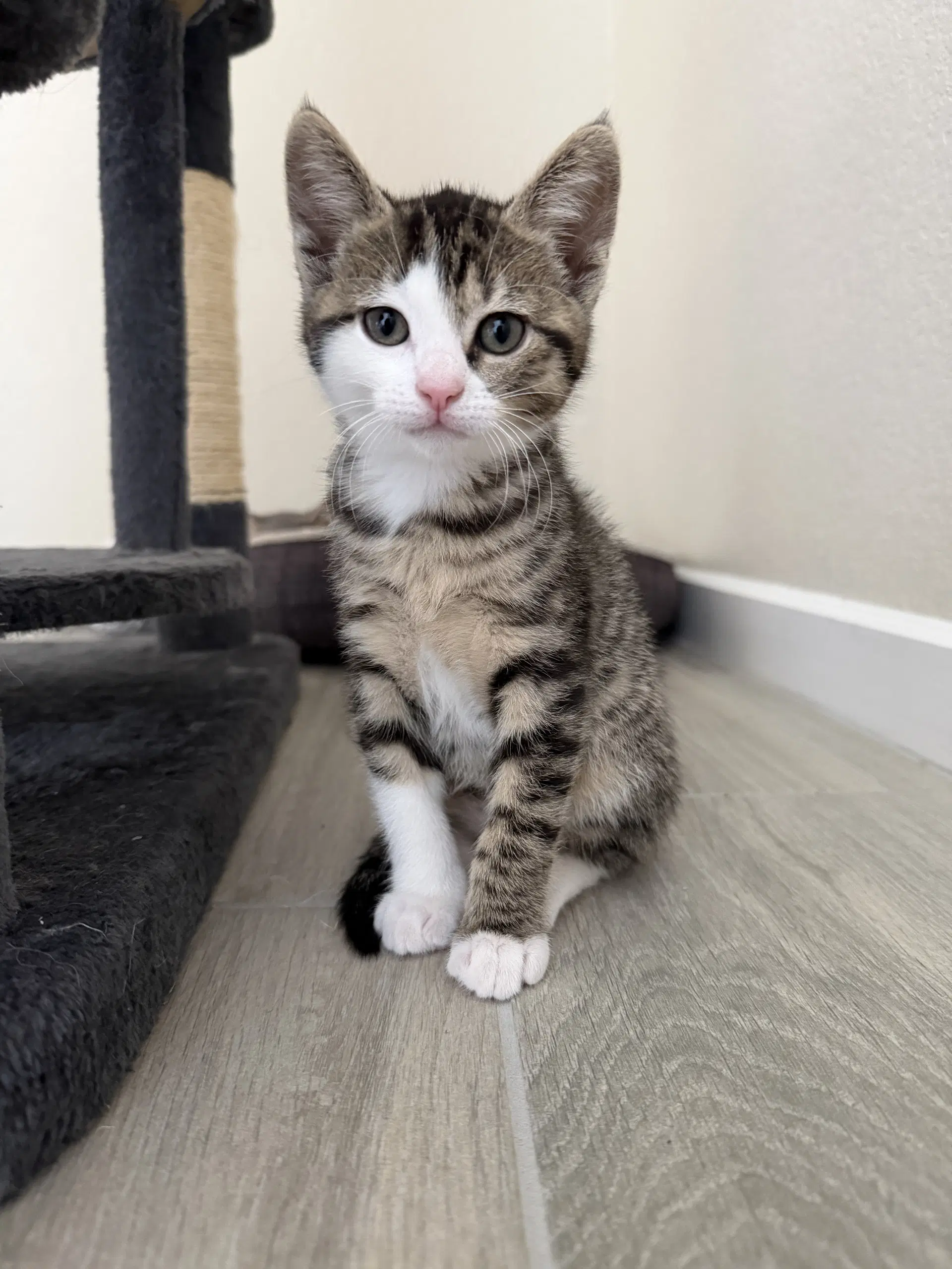 Little Mac - Domestic Short Hair