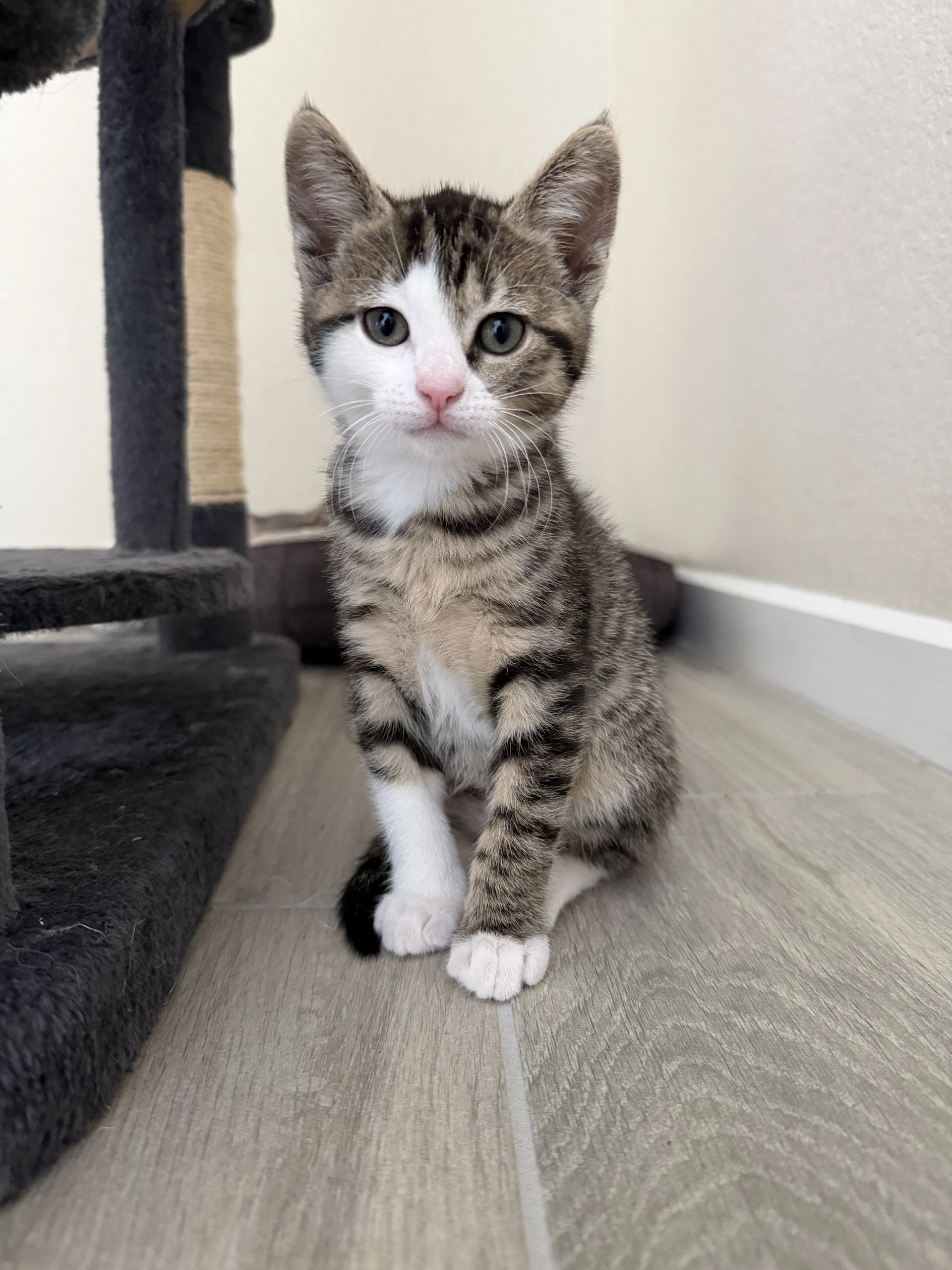Little Mac