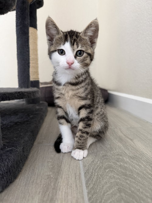 picture of the cat needing adoption