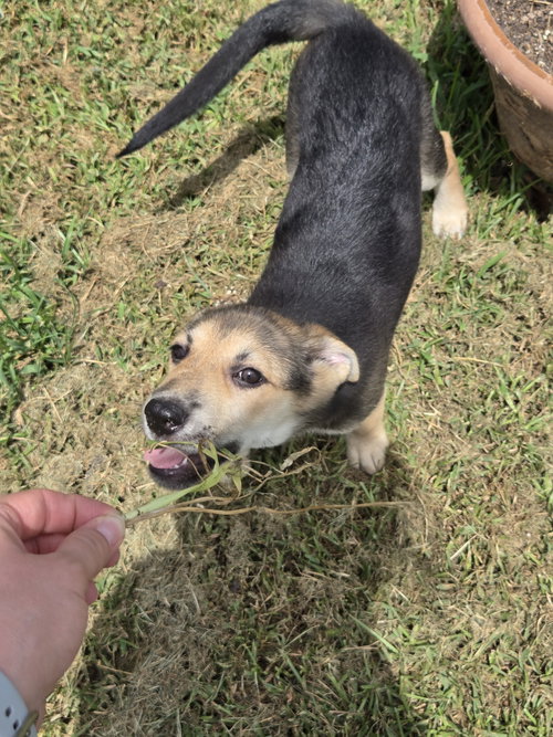 Holly, an adoptable German Shepherd Dog in The Woodlands, TX