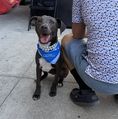 Coco, an adoptable Pit Bull Terrier in The Woodlands, TX