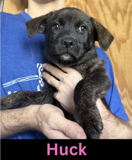 Huck