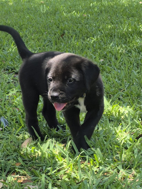 Achilles, an adoptable Unknown breed in The Woodlands, TX