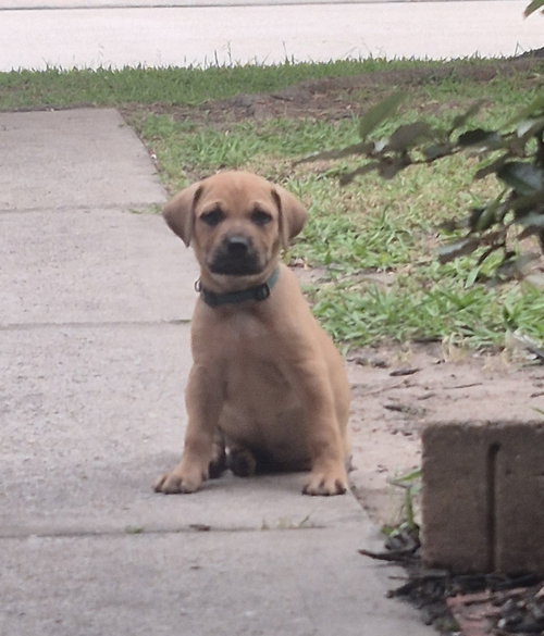 Apollo, an adoptable Labrador Retriever in The Woodlands, TX