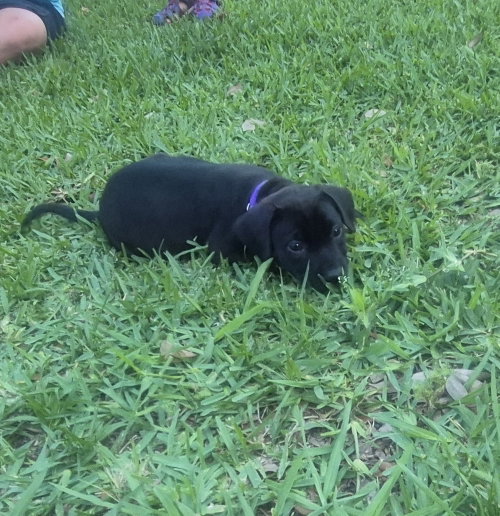 Athena, an adoptable Labrador Retriever in The Woodlands, TX