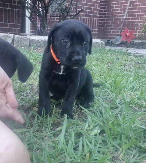 Hades, an adoptable Labrador Retriever in The Woodlands, TX
