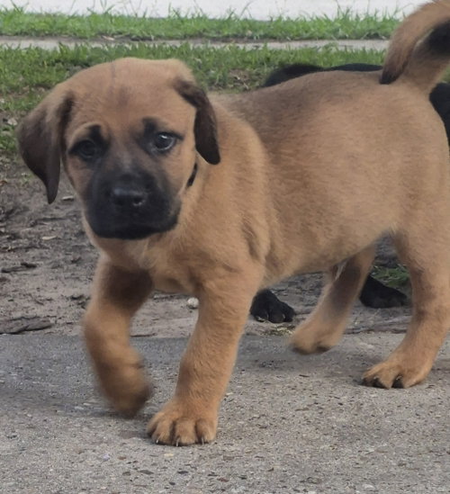 Hercules, an adoptable Labrador Retriever in The Woodlands, TX