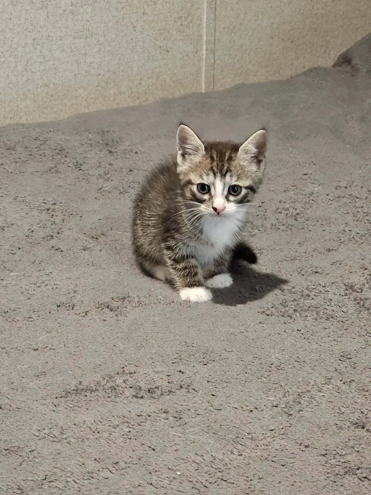 Adelaide - Domestic Short Hair