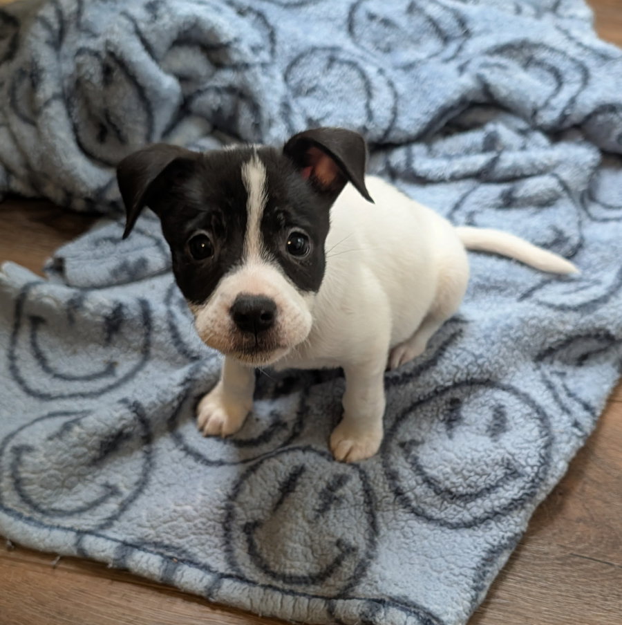 Remi