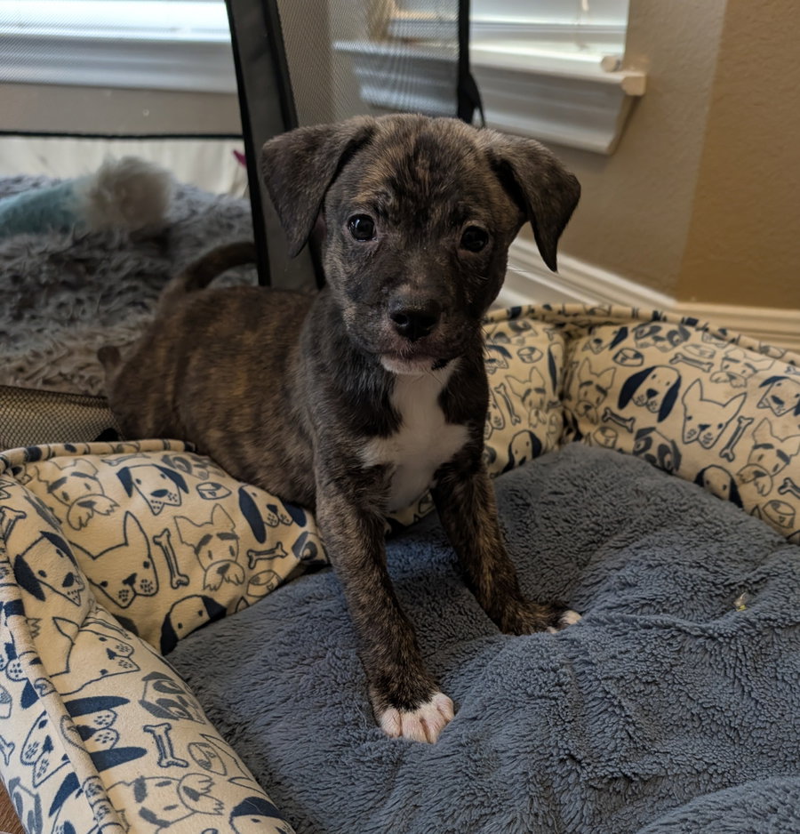 Rex