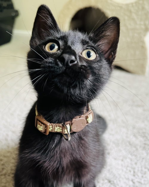 Kuro, Baby Domestic Short Hair, cat for adoption in The Woodlands, Texas