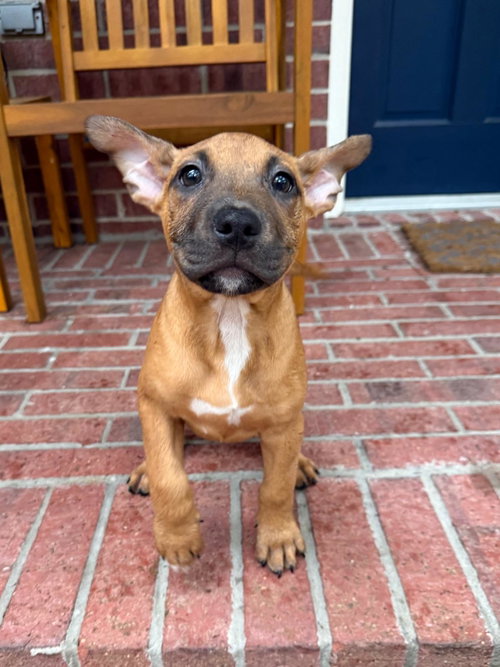 Chili