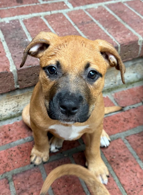 Cinnamon