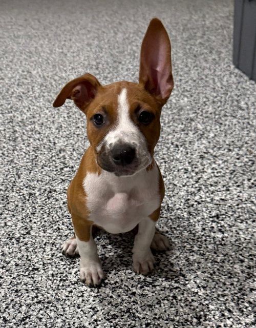 Pepper
