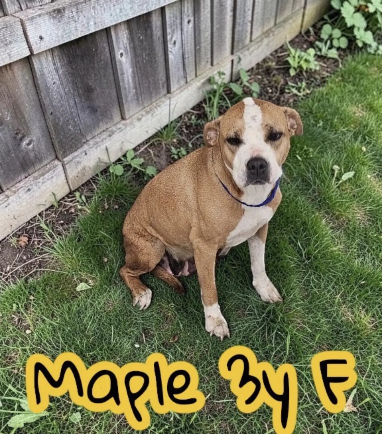 Maple - Labrador Retriever