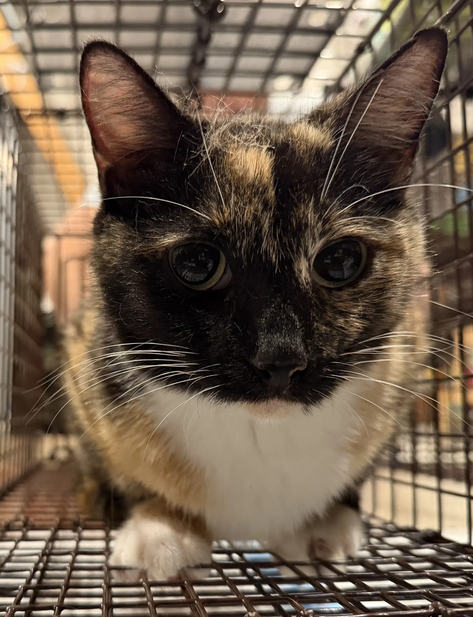 Wilma - Domestic Short Hair