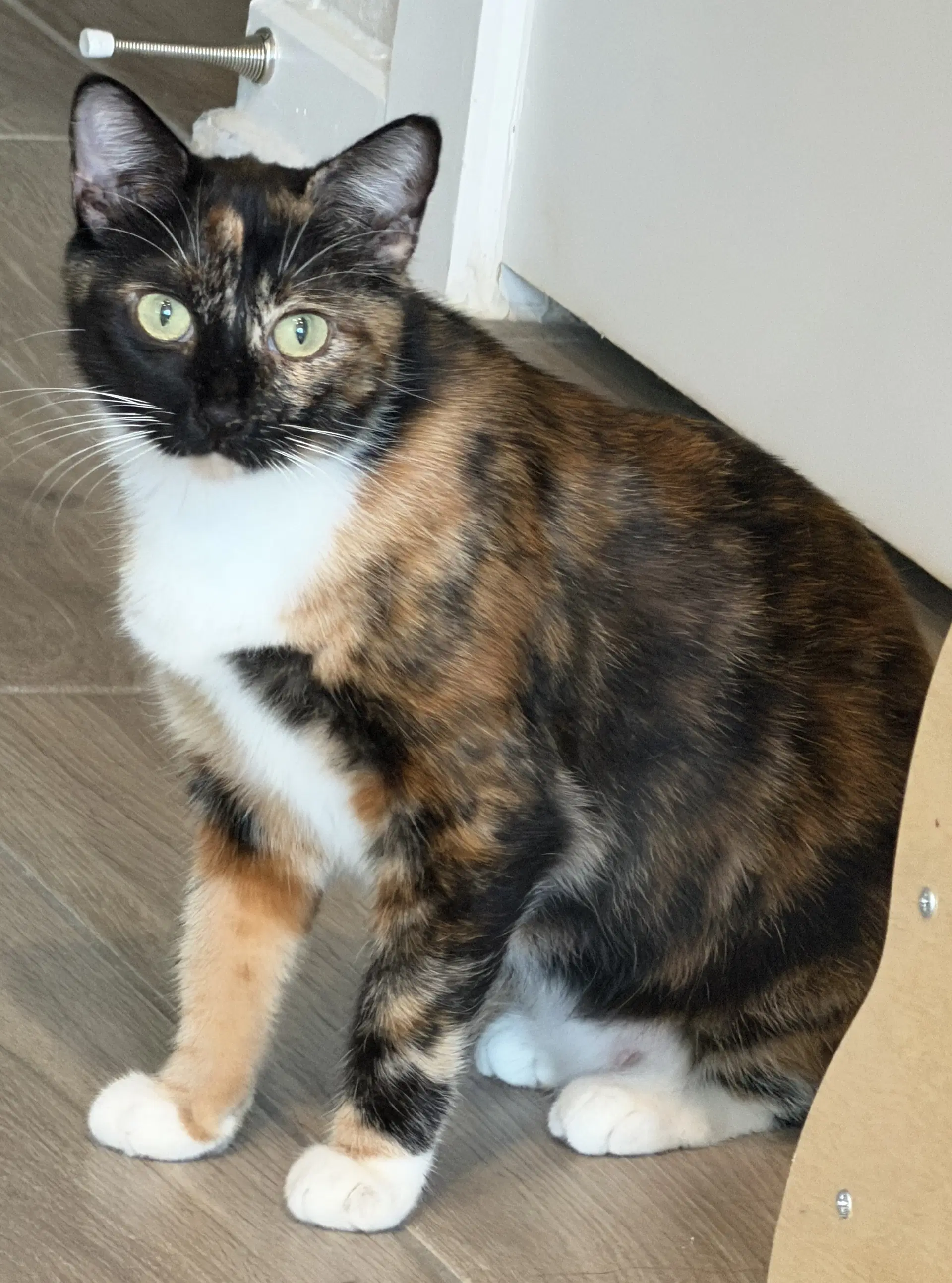 Wilma - Domestic Short Hair