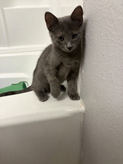 Fog, an adoptable Domestic Short Hair in The Woodlands, TX