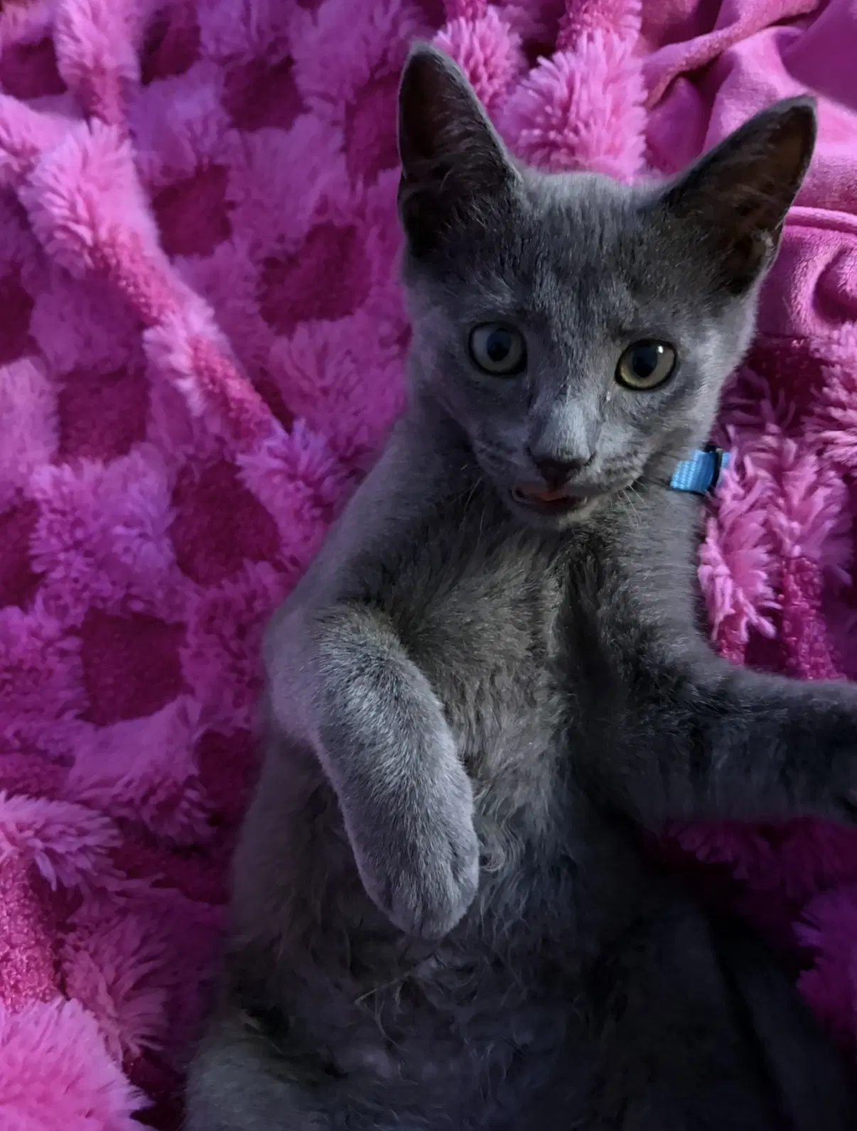 Fog - Domestic Short Hair