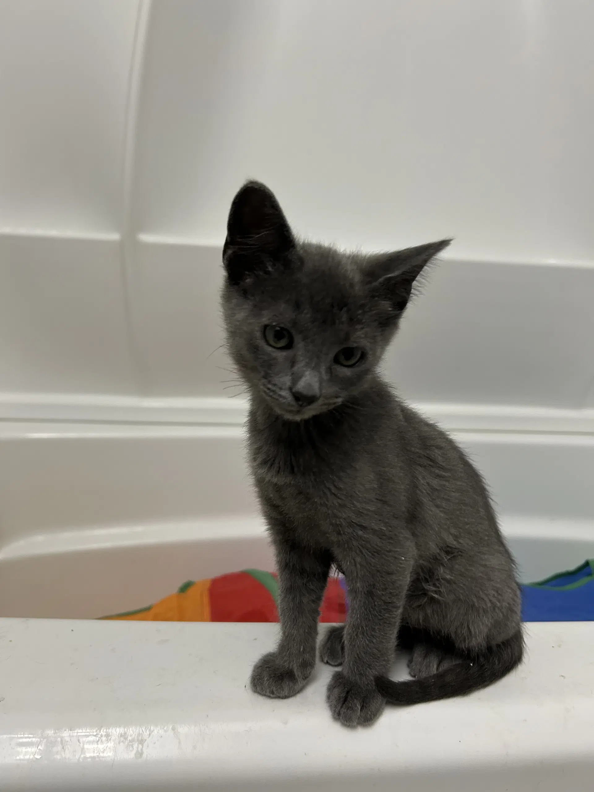 Stormi - Domestic Short Hair