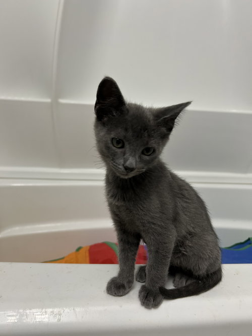 picture of the cat needing adoption