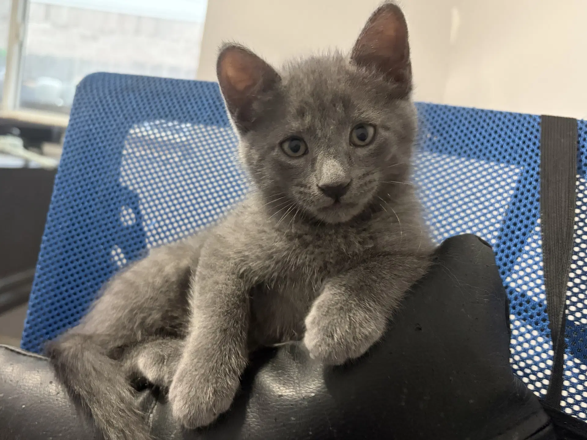Chantilly - Domestic Short Hair