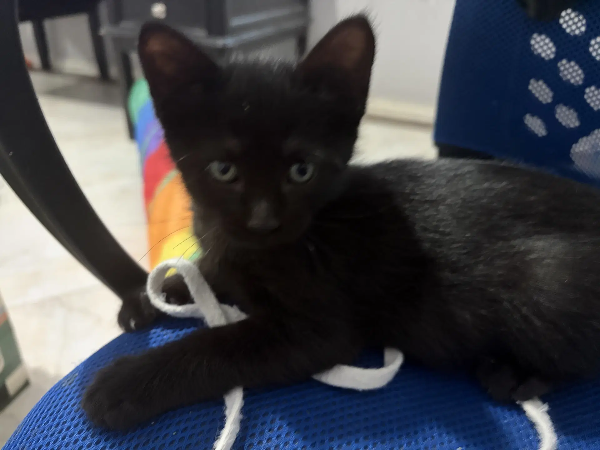 Harry P - Domestic Short Hair