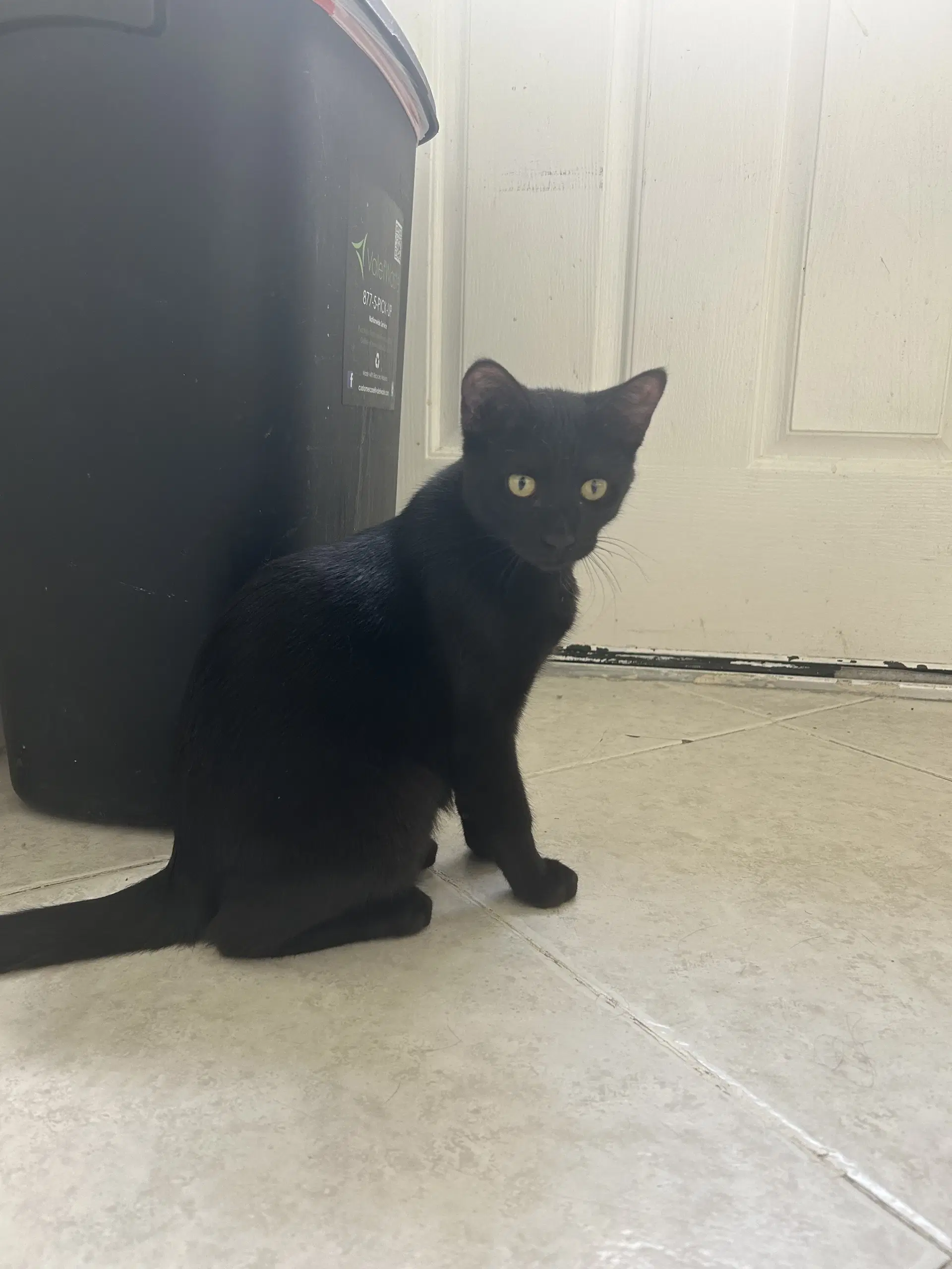 Harry P - Domestic Short Hair