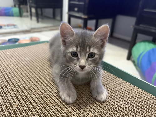 Tofu