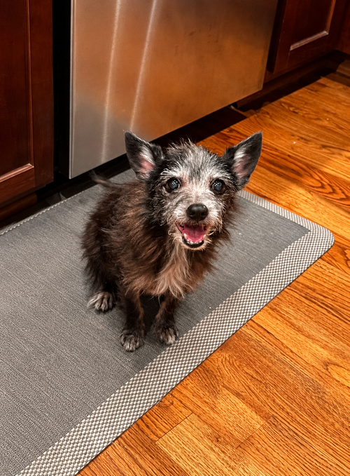 Gidget