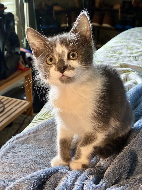 Finley