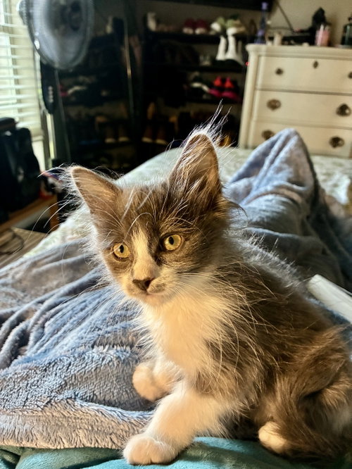 Nemo