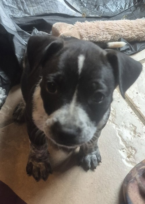 Maggie Mae