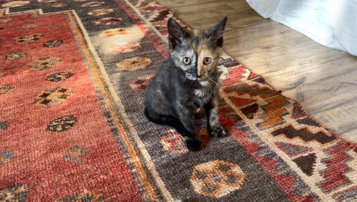 Artemis
