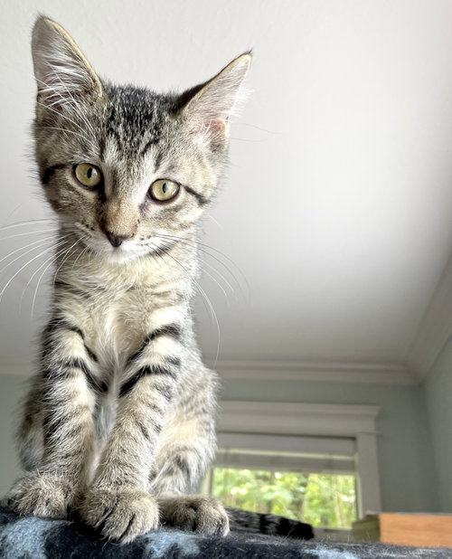 Percival photo 4