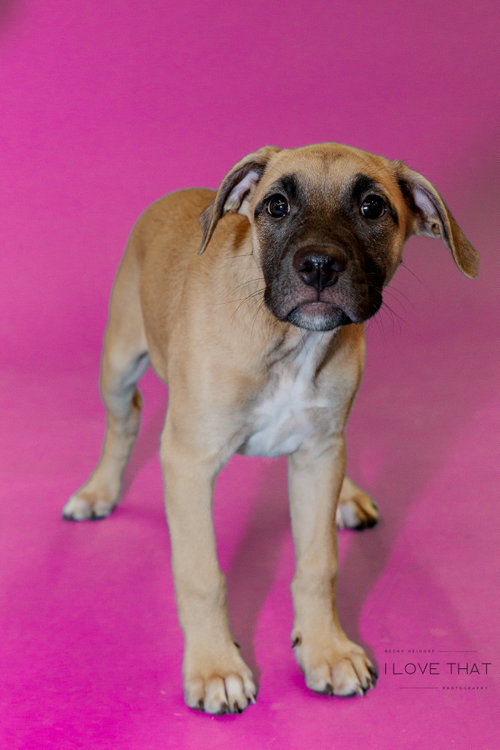 Cathy, an adoptable Mastiff in The Woodlands, TX