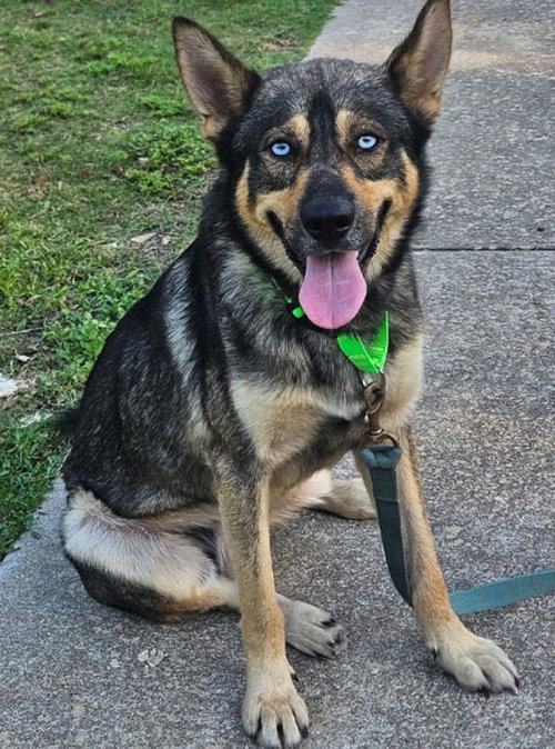Sinatra, a dog for adoption from Operation Pets Alive