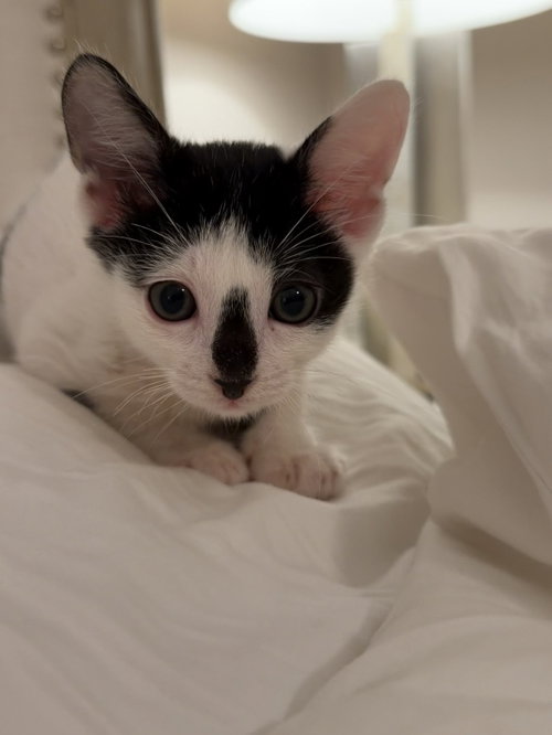 Moo photo 5