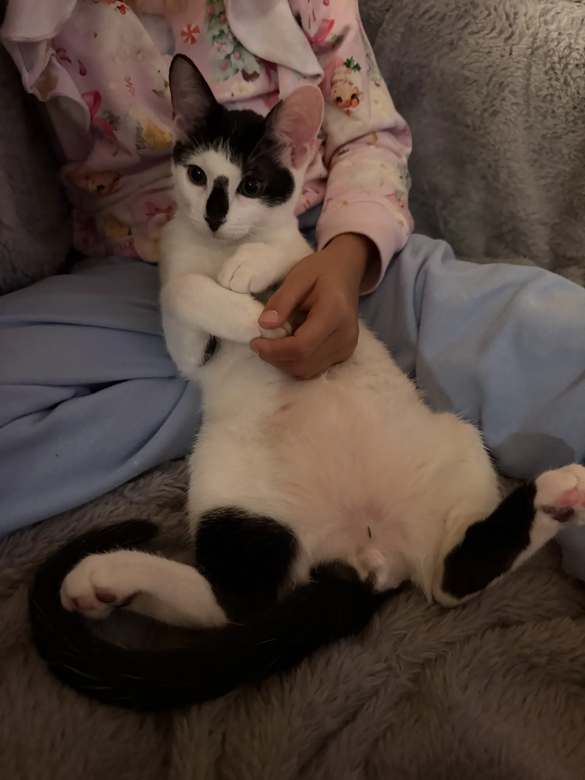Moo - Domestic Short Hair