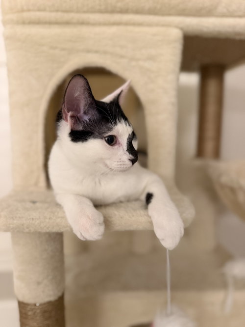 Moo, a cat for adoption from Operation Pets Alive