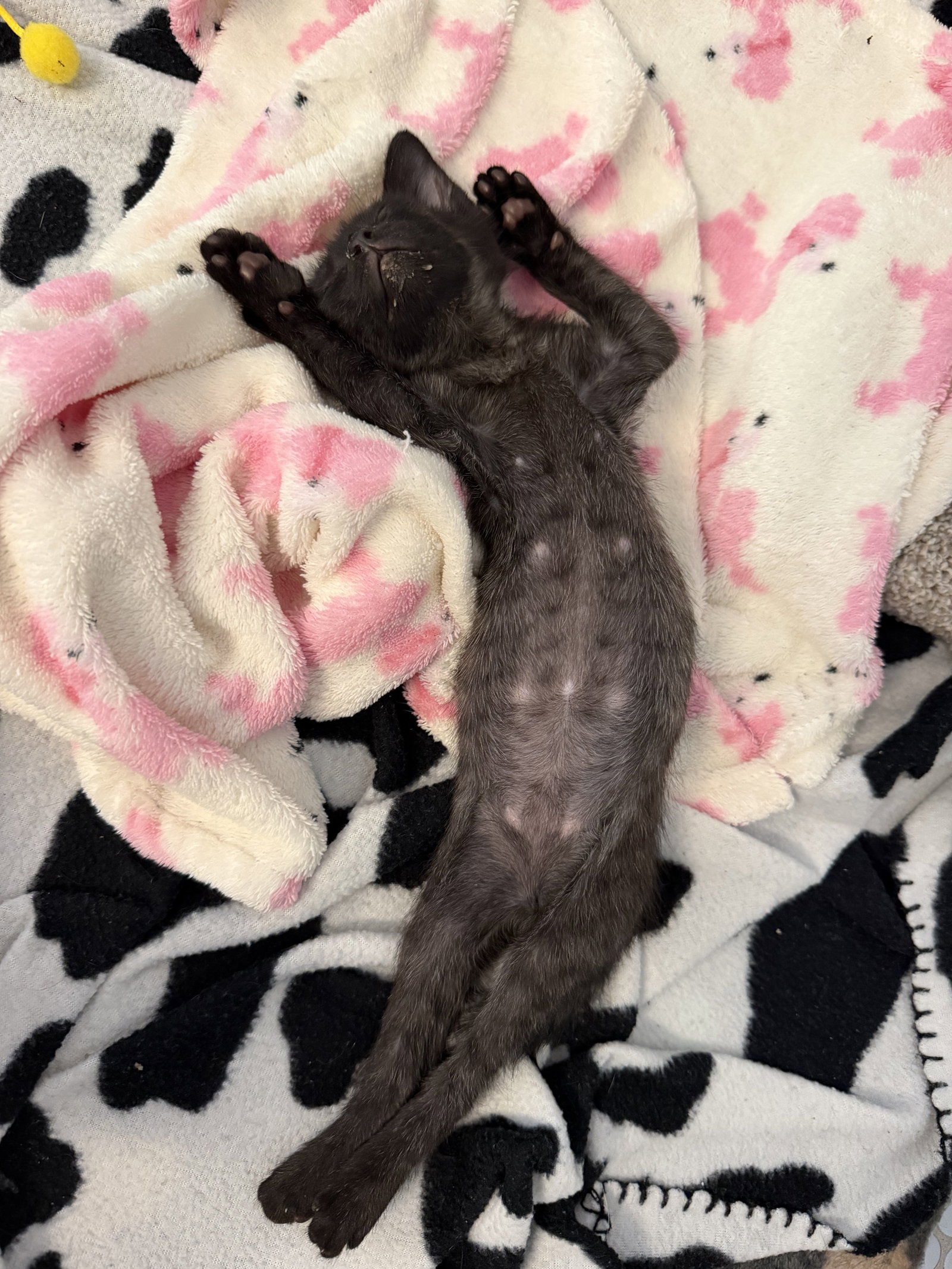Olivia, photo 15
