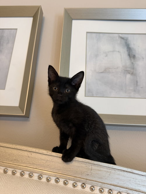 Olivia photo 2