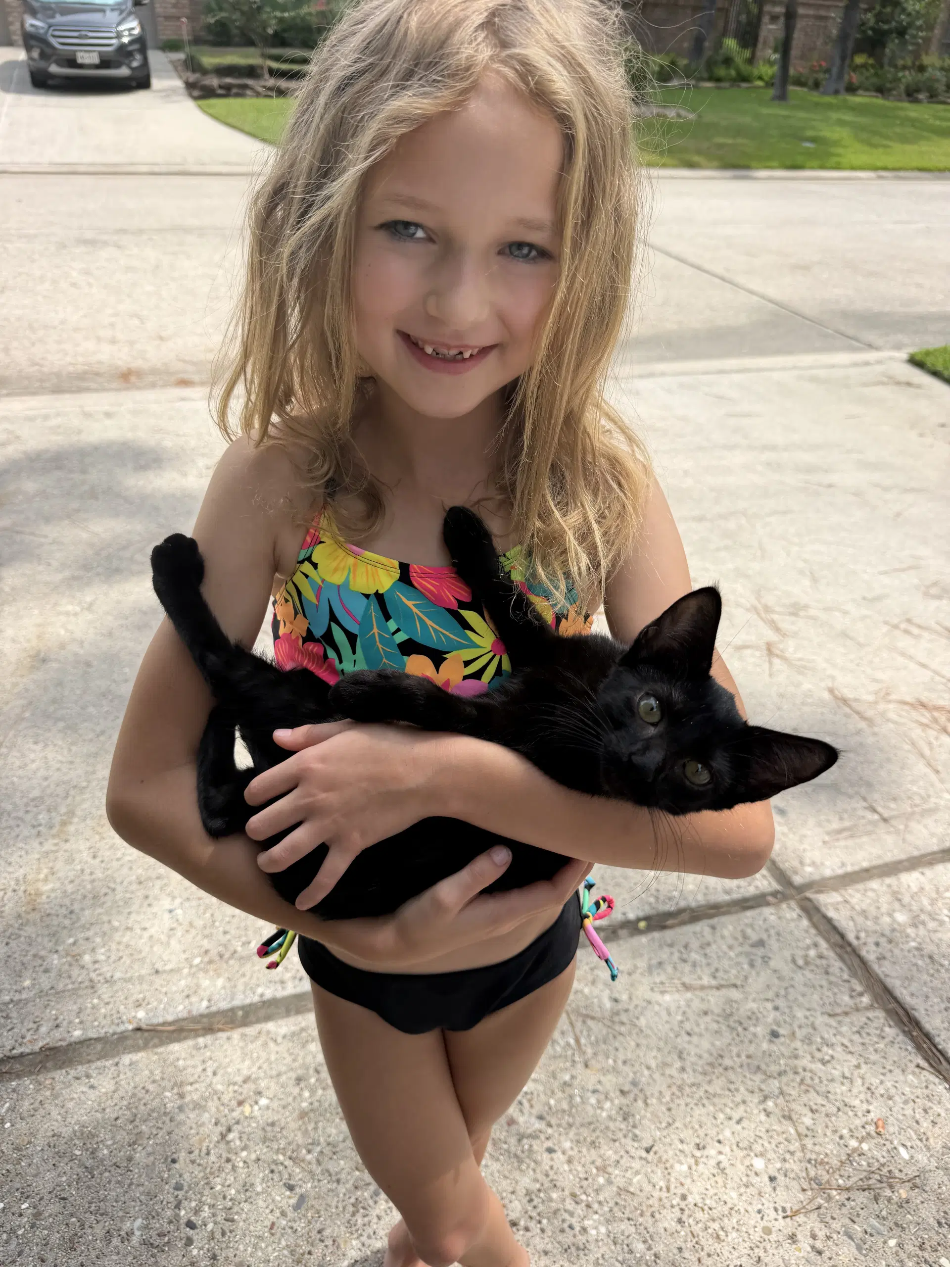 Olivia - Domestic Short Hair