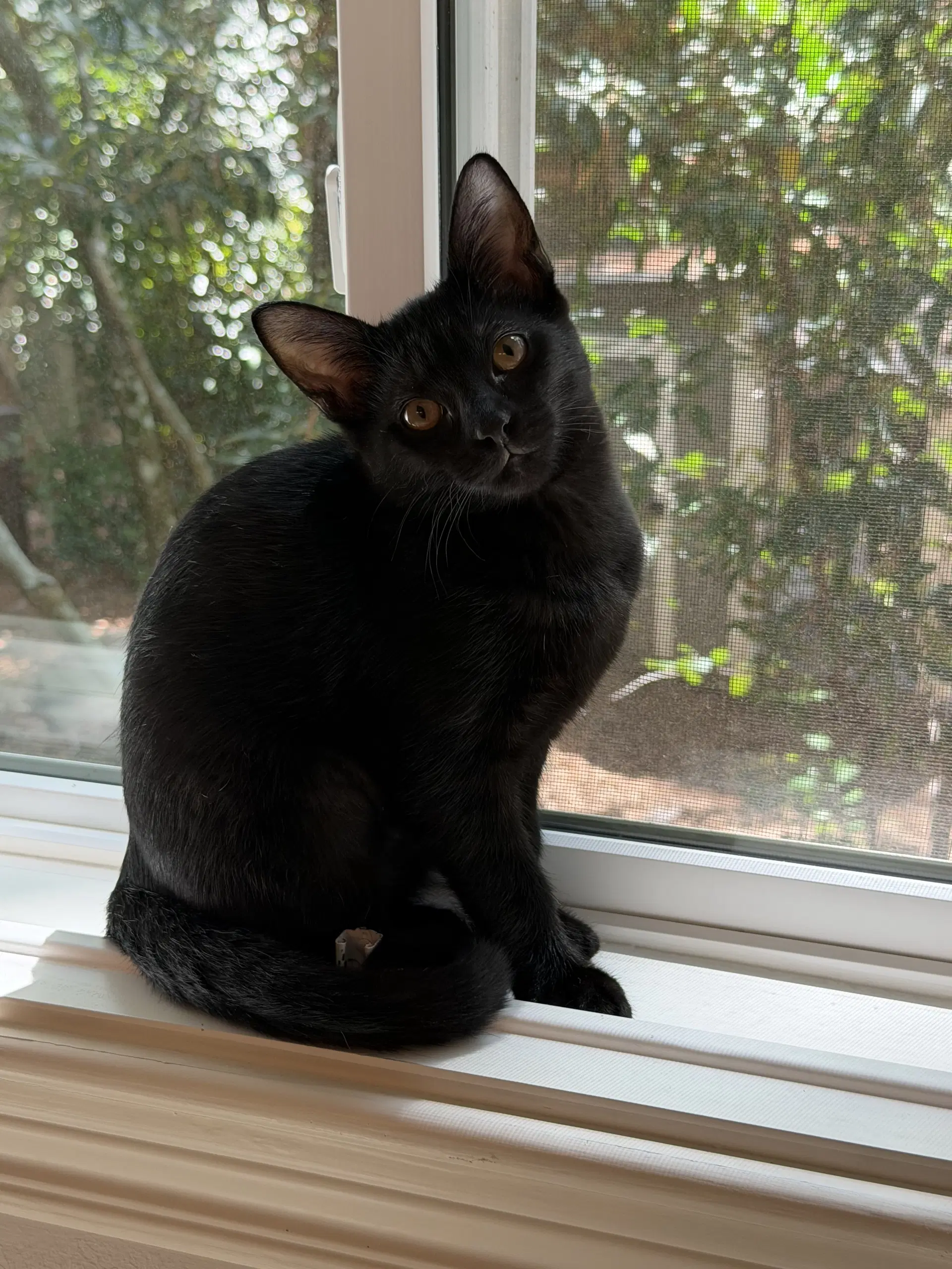 Olivia image 3