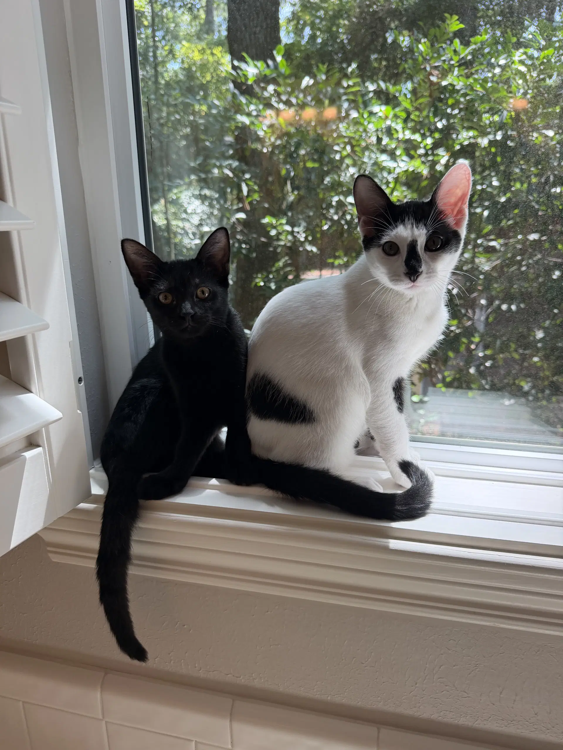 Olivia - Domestic Short Hair