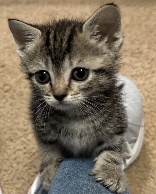 Maverick